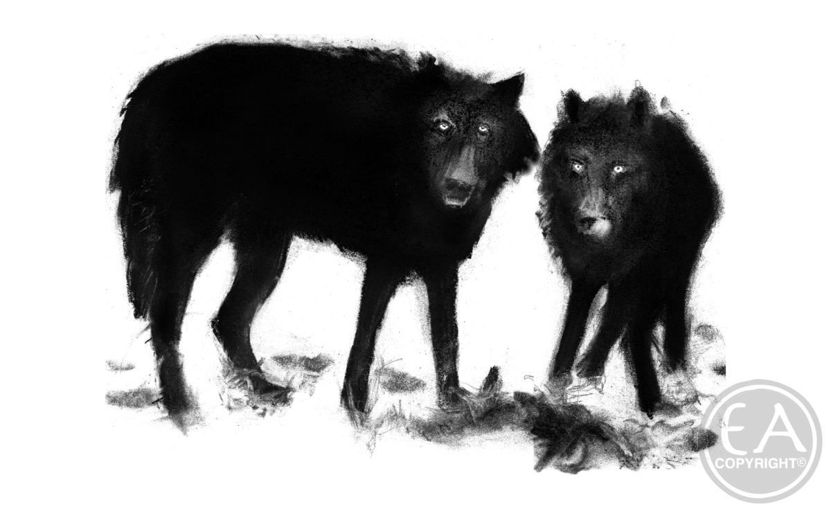 Wild Wolves Black Wolves