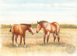 American Horses - Native Sons