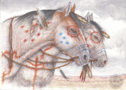 Horses of the West - Buffalo Hunters