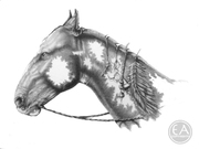 Horses of the West - Chief Silver Horn's Horse