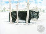 Wild Wolves Gallery - Black Wolf  In Snow