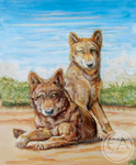 Wild Wolves Gallery - Wolf Brothers