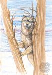 Wild Wolves Gallery - Grey Wolf In Tree
